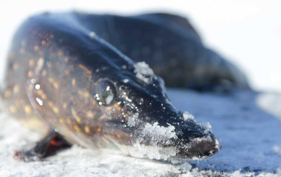 Hauki jäällä | sisältökuva kauden kala hauki | Hätälä